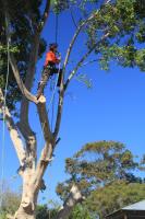 Chippers Tree Service image 9